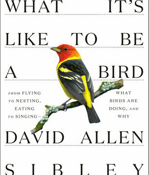 What It's Like to Be a Bird: From Flying to Nesting, Eating to Singing--What Birds Are Doing, and Why